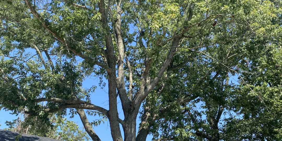 tree